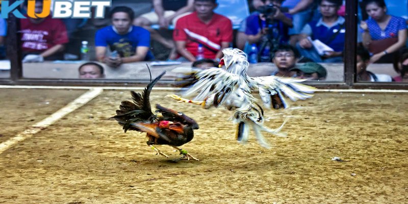 Đá gà Kubet quy tụ các màn cạnh tranh siêu quyết liệt