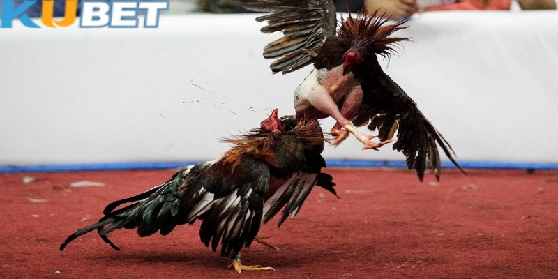 Các trận đá gà cựa sắt luôn tạo nên sức hút giải trí khác biệt